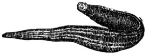 A leech (Hirudo medicinalis). From Brockhaus Kleines Konversationslexikon 1906